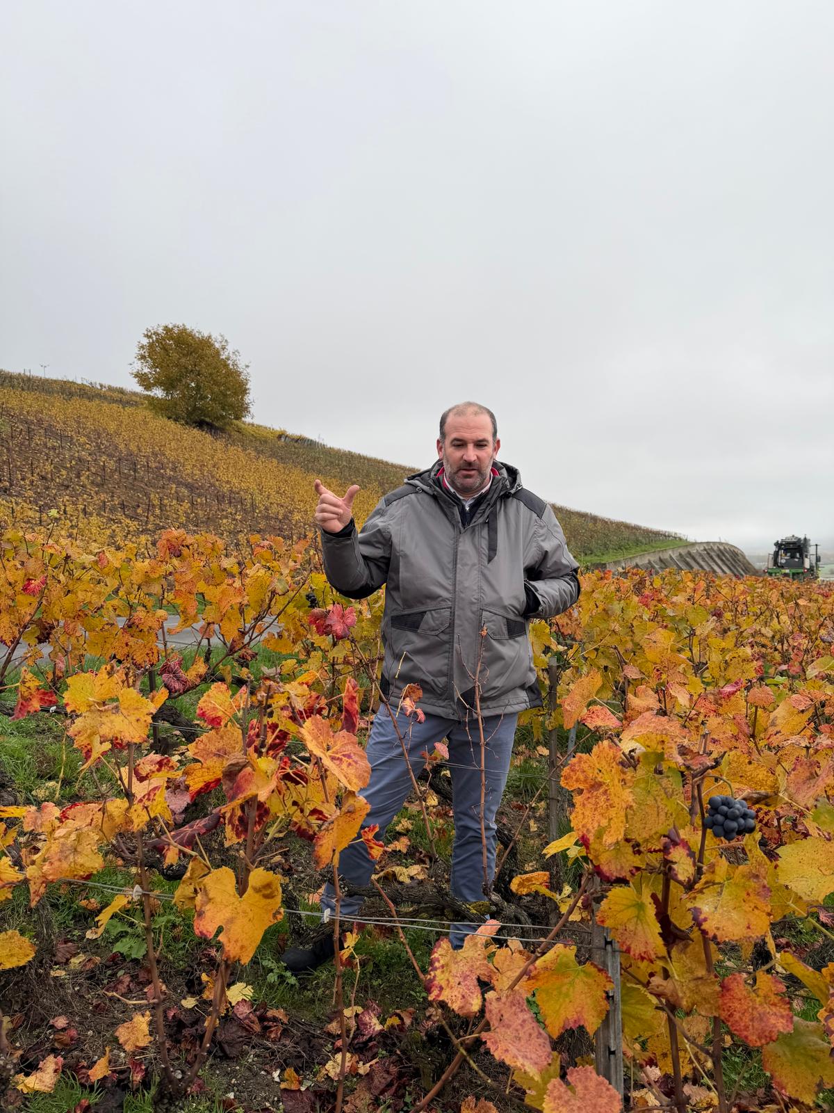 Höstfärgerna i vingården