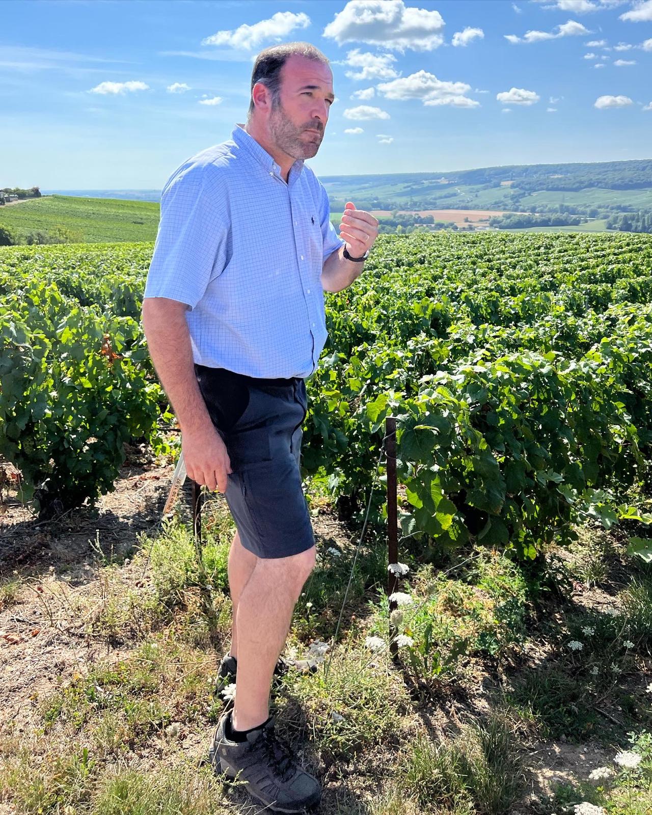 Grumier-druvor på sommaren